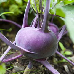 Vienna purple Kohlrabi